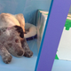 Illustration for article titled Melt Your Icy Heart: Watch Adoptable Puppies and Kittens Play in a Window